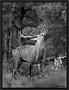 Edelhert, Red Deer, Cervus elaphus Location: the Netherlands edelhert4x3 7D 2891 BW kopie